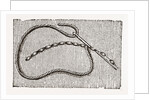 Needlework by Anonymous