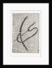 Needlework by Anonymous