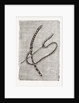 Needlework by Anonymous