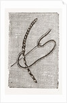 Needlework by Anonymous