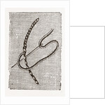 Needlework by Anonymous