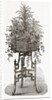 Jardiniere by Anonymous