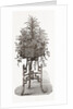 Jardiniere by Anonymous