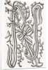 Monogram by Anonymous