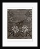 Needlework by Anonymous