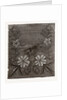 Needlework by Anonymous