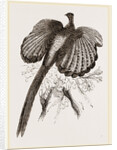 Argus Pheasant by Anonymous