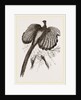 Argus Pheasant by Anonymous
