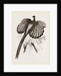 Argus Pheasant by Anonymous