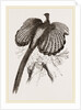 Argus Pheasant by Anonymous
