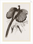 Argus Pheasant by Anonymous