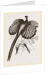 Argus Pheasant by Anonymous