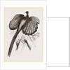 Argus Pheasant by Anonymous