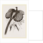 Argus Pheasant by Anonymous