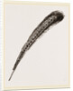 Secondary Quill-Feather of Argus Pheasant by Anonymous