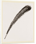 Secondary Quill-Feather of Argus Pheasant by Anonymous