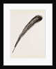 Secondary Quill-Feather of Argus Pheasant by Anonymous