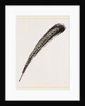 Secondary Quill-Feather of Argus Pheasant by Anonymous