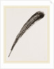Secondary Quill-Feather of Argus Pheasant by Anonymous