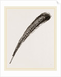 Secondary Quill-Feather of Argus Pheasant by Anonymous