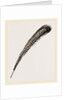 Secondary Quill-Feather of Argus Pheasant by Anonymous
