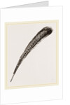 Secondary Quill-Feather of Argus Pheasant by Anonymous