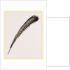 Secondary Quill-Feather of Argus Pheasant by Anonymous