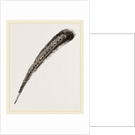 Secondary Quill-Feather of Argus Pheasant by Anonymous