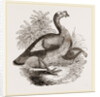 Wild Turkey and Young by Anonymous