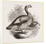 Wild Turkey and Young by Anonymous