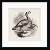 Wild Turkey and Young by Anonymous