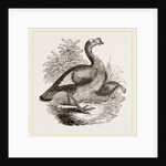 Wild Turkey and Young by Anonymous