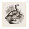 Wild Turkey and Young by Anonymous