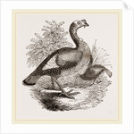 Wild Turkey and Young by Anonymous