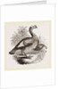 Wild Turkey and Young by Anonymous