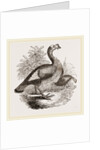 Wild Turkey and Young by Anonymous