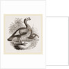 Wild Turkey and Young by Anonymous