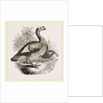 Wild Turkey and Young by Anonymous