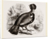Capercaillie by Anonymous
