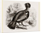 Capercaillie by Anonymous