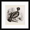 Capercaillie by Anonymous