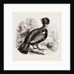 Capercaillie by Anonymous