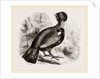 Capercaillie by Anonymous