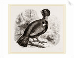 Capercaillie by Anonymous