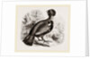 Capercaillie by Anonymous