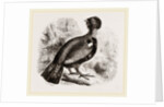 Capercaillie by Anonymous