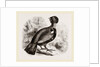 Capercaillie by Anonymous