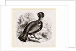 Capercaillie by Anonymous