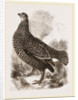 Black Grouse Female by Anonymous