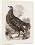 Black Grouse Female by Anonymous